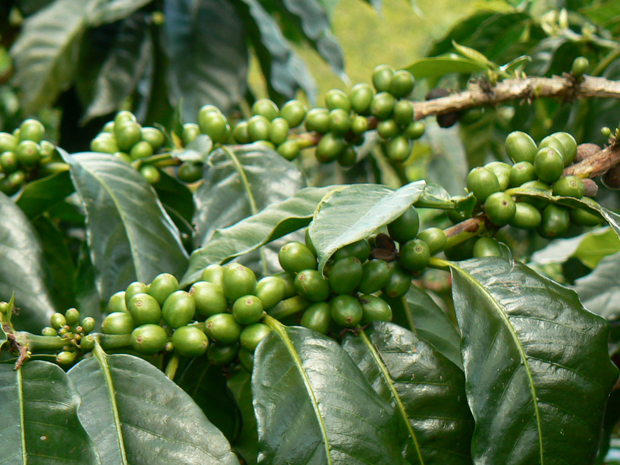 Coffee Of The Month January 2022- Peru Chanchamayo