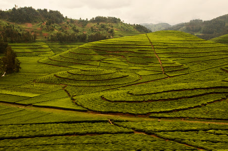 Everything You Need To Know About Lemongrass Tea