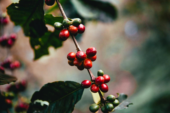 Coffee of the Month March 2023 - Rwanda Inzovu