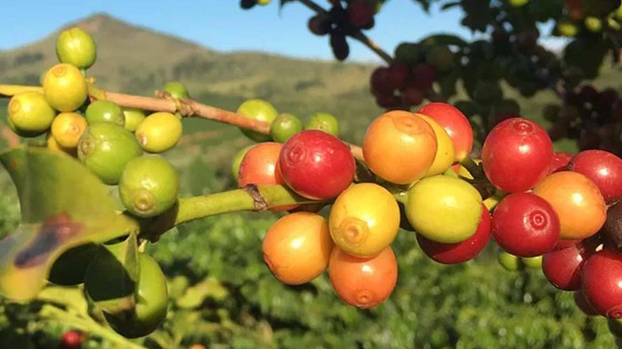 Coffee of the Month – Costa Rica Amapola