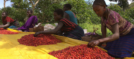 The Best Single-Origin Ethiopian Coffee Beans