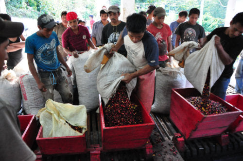 Coffee of the Month February 2022 - Mexico Finca Teresa