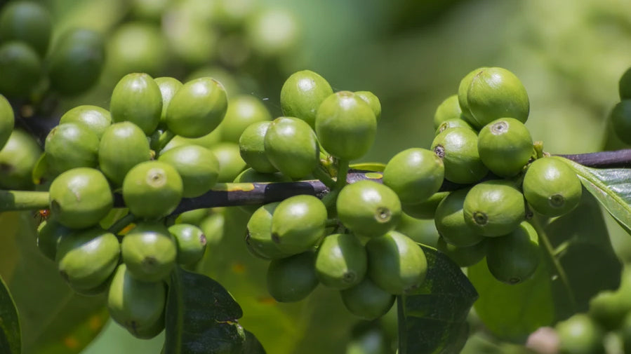 Coffee of the Month - Colombia Los Cambulos