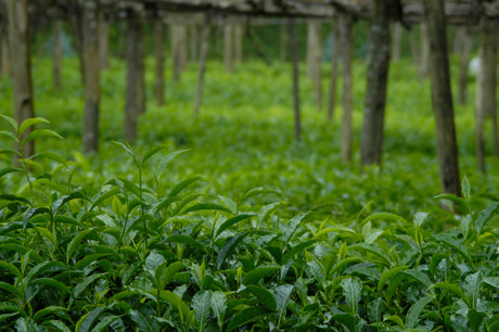 Everything You Need To Know About Black Tea