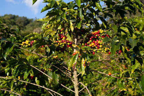 Coffee green bean price increases