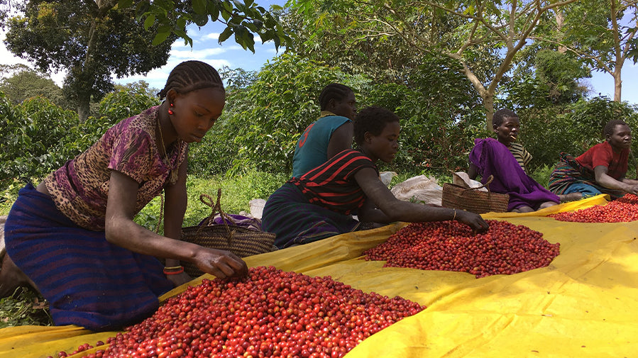 Coffee of the Month - Ethiopia Yirgacheffe