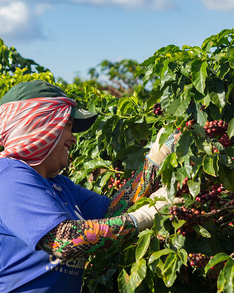 Ethically Sourced Organic Coffee Beans