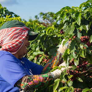 Organic Coffee