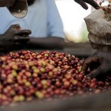 BURUNDI MURAMBI HILL Washed - Green Coffee Beans