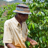 BURUNDI MURAMBI HILL Washed - Green Coffee Beans