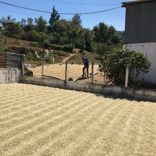 GUATEMALA  DECAF SWISS WATER - Green Coffee Beans