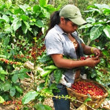 EL SALVADOR DIAMANTE (SHG) - Dark Roast Coffee