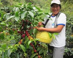 PERU CHANCHAMAYO - Green Coffee Beans