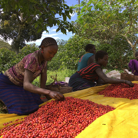 ETHIOPIA YIRGACHEFFE KOKE - Green Coffee Beans