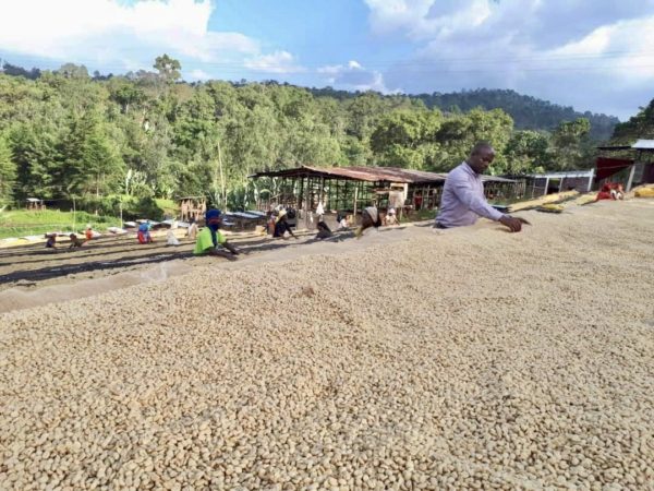 ETHIOPIA YIRGACHEFFE KOKE - Green Coffee Beans