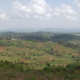 Redber, UGANDA ZOMBO - Green Coffee Beans, Redber Coffee