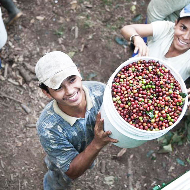 Redber, CENTRAL AMERICAN DECAF BLEND - Dark Roast Auto renew, Redber Coffee