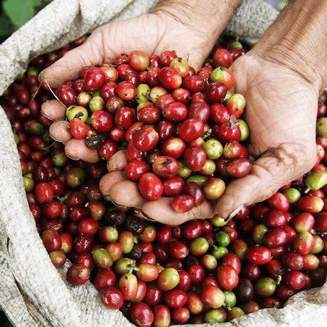 Redber, COLOMBIA EXCELSO HUILA - Medium Roast Coffee, Redber Coffee