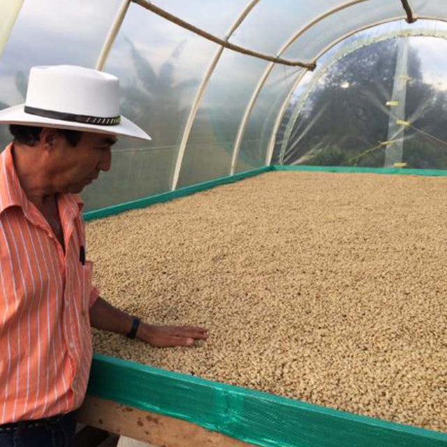 Redber, COLOMBIA EXCELSO HUILA - Green Coffee Beans, Redber Coffee