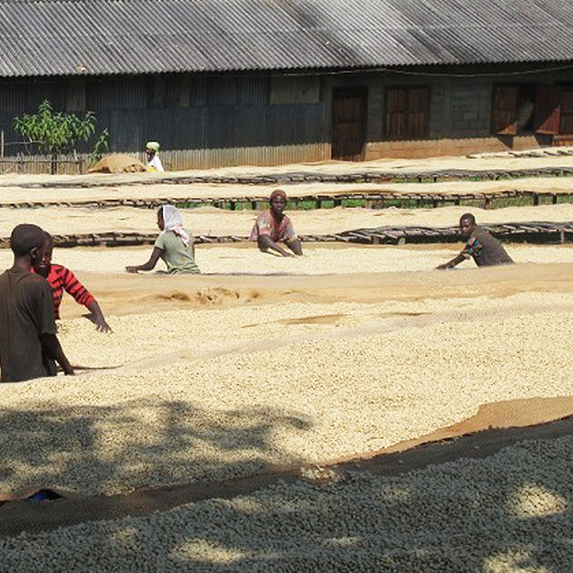 Redber, ETHIOPIA SIDAMO GR. 2 WASHED - Green Coffee Beans, Redber Coffee