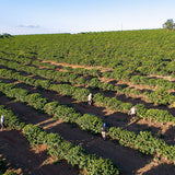 BRAZIL FINCA CACHOEIRA Natural - Green Coffee Beans I Redber