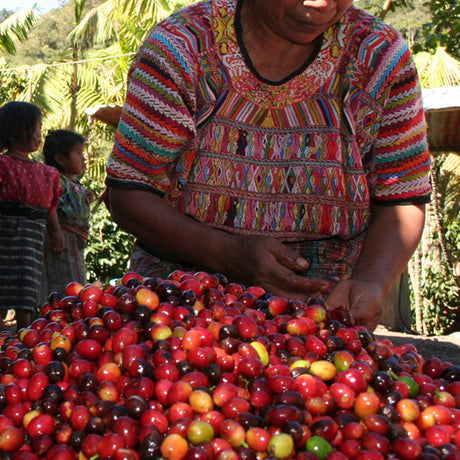 Redber, GUATEMALA DECAF SWISS WATER - Medium Roast, Redber Coffee