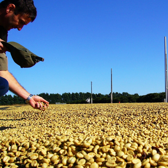 Redber, GUATEMALA ANTIGUA LOS VOLCANES - Green Coffee Beans, Redber Coffee