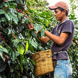 Redber, HONDURAS SHG FINCA SANTA ROSA - Medium-Dark Roast Coffee, Redber Coffee