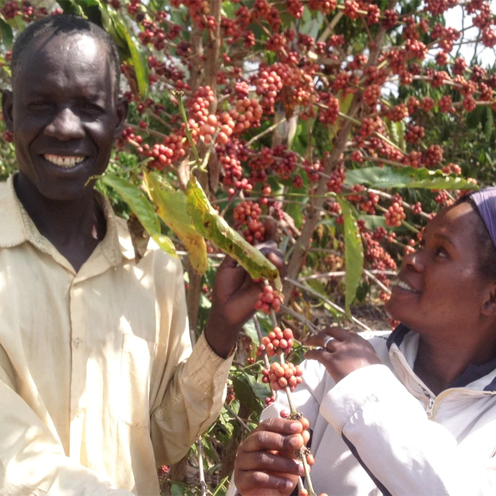 Redber Coffee, UGANDA ZOMBO - Medium Roast Coffee, Redber Coffee