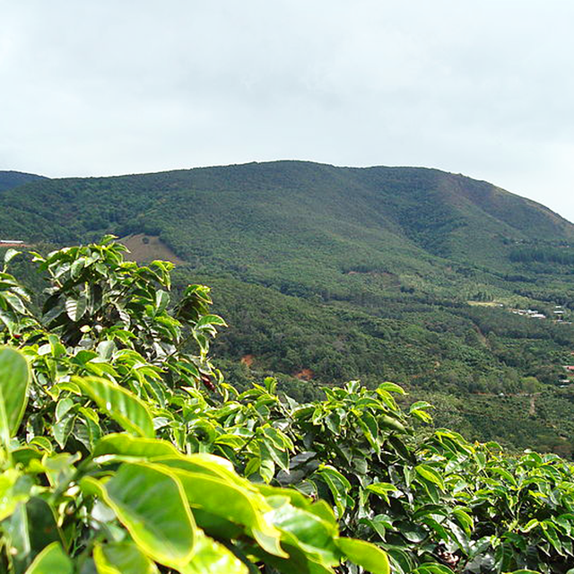 Redber, COSTA RICA AMAPOLA TARRAZÚ - Medium-Dark Roast Coffee, Redber Coffee