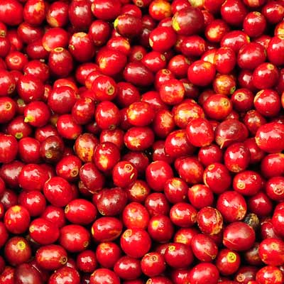 Redber, EL SALVADOR DIAMANTE (SHG) - Dark Roast Coffee, Redber Coffee