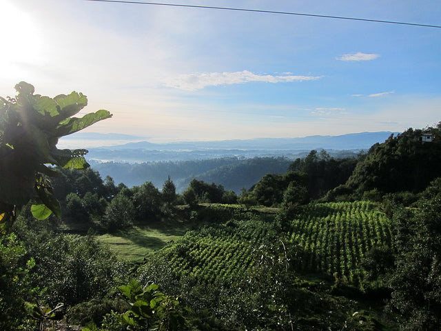 Redber, GUATEMALA ANTIGUA LOS VOLCANES - Dark Roast Coffee, Redber Coffee