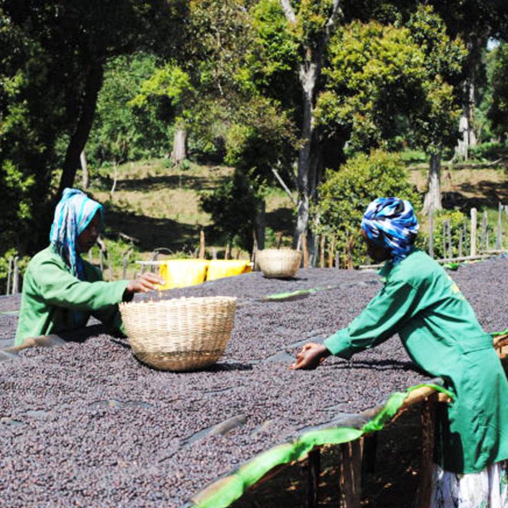 Redber, ETHIOPIA NATURAL DJIMMAH - Medium Roast Coffee, Redber Coffee