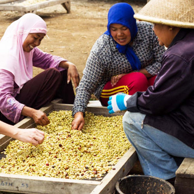 Redber, SUMATRA LINTONG GRADE 1 Green Coffee Beans, Redber Coffee