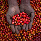 Redber, UGANDA RWENZORI KISINGA NATURAL - Medium-Dark Roast Coffee, Redber Coffee